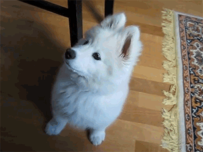 ¡11 perros que sencillamente necesitan bailar!