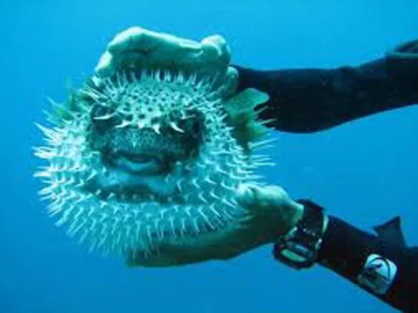 Acuario Acuario