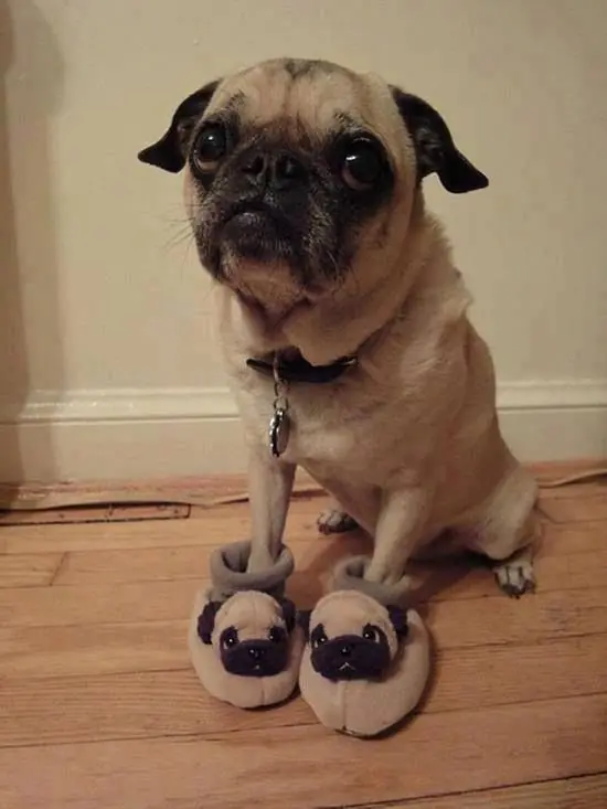 noche de las pantuflas