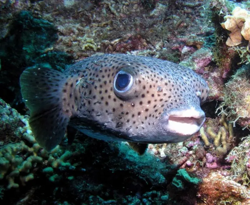 Sabias que el Pez Globo (Fugu ) se infla para defenderse ?