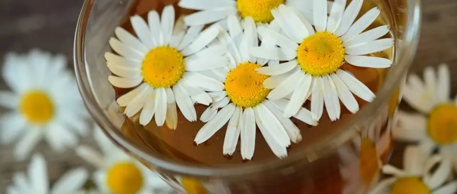 flores curativa