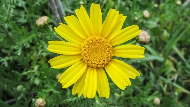 flores curativa