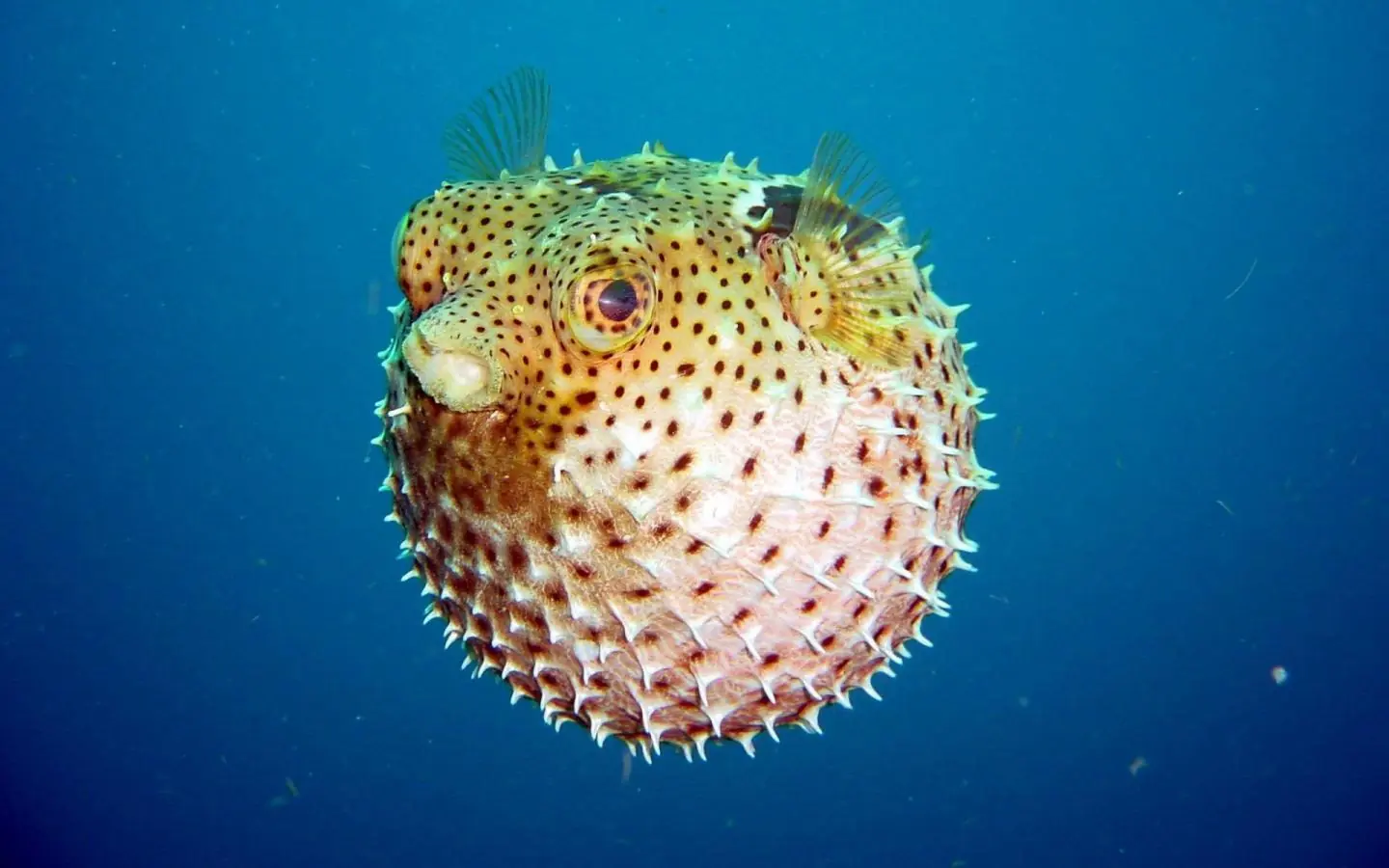 Acuario