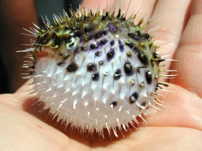 Sabias que el Pez Globo (Fugu ) se infla para defenderse ? Sabias que el Pez Globo (Fugu ) se infla para defenderse ?