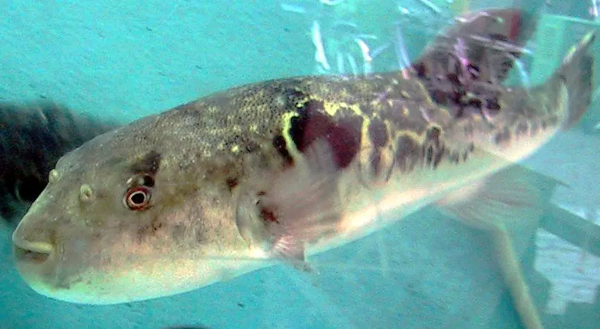 fugu in tank