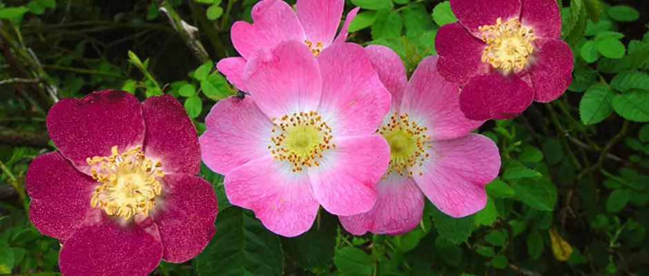 Las 7 flores curativas más efectivas para tu salud