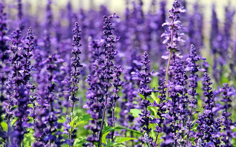 Las 7 flores curativas más efectivas para tu salud