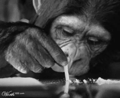 Los Animales Mas Drogadictos Del Mundo¡