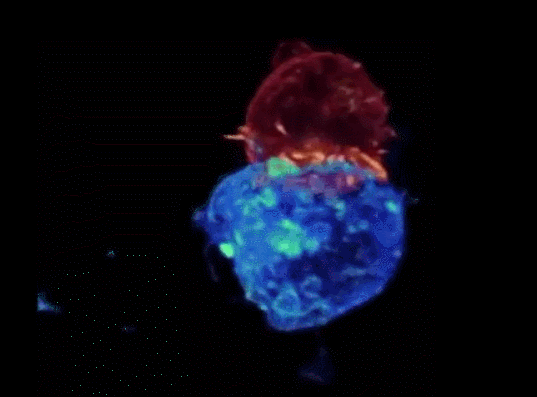 Cómo se destruye el cáncer con bacterias de salmonella