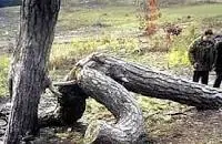Que Tan Mal Pensado Eres ? Test N° 2