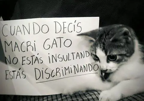 macri gato
