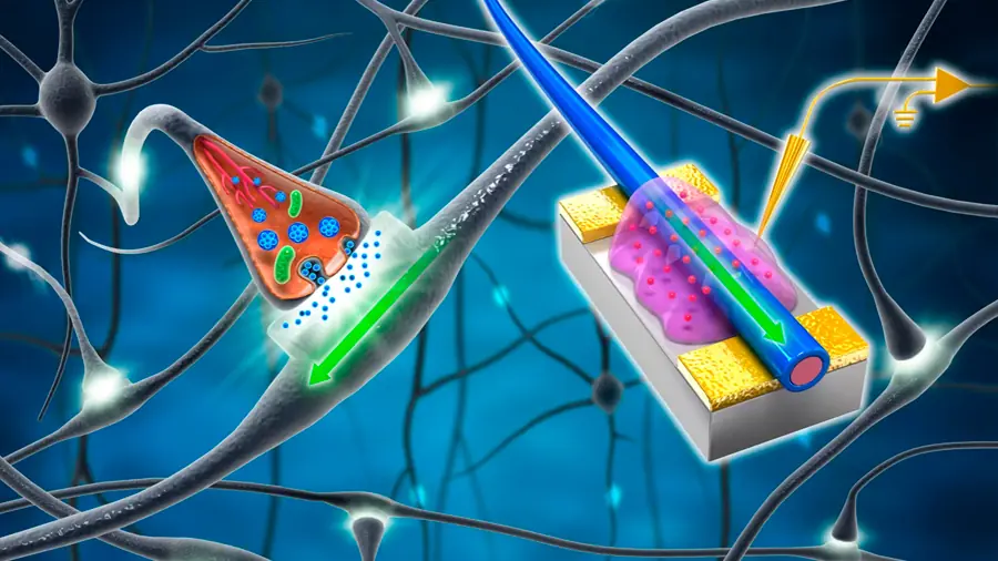 Crean una neurona artificial que apenas consume energía