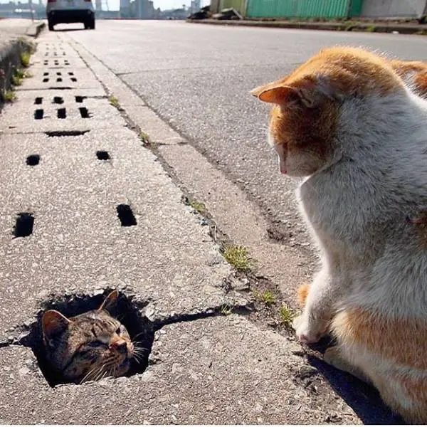 Fotos re locas que tenes que ver. Parte 189