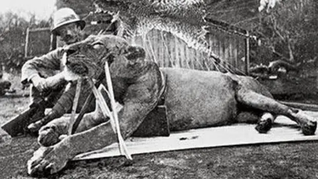 La verdad sobre los leones devorahombres de Tsavo
