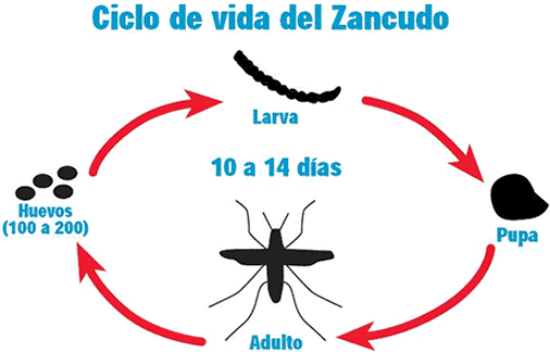 como prevenir el dengue