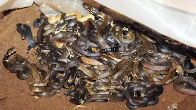 Serpiente
