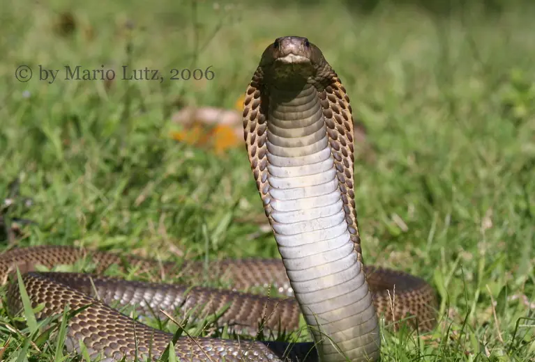 cobra filipina