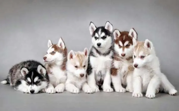 perros