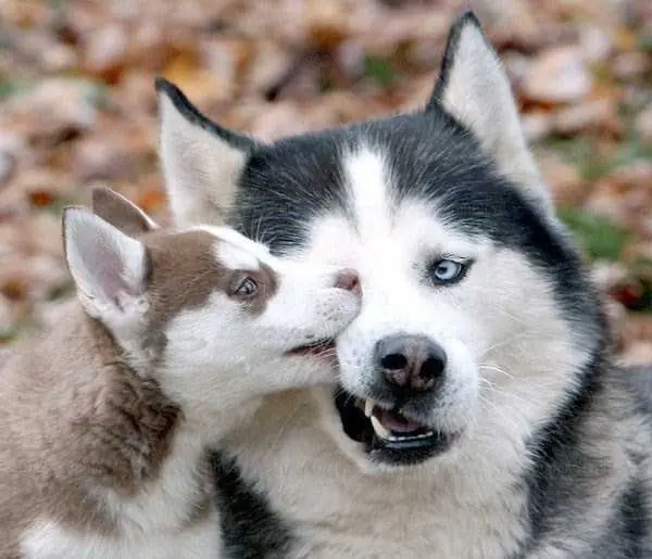 siberianos