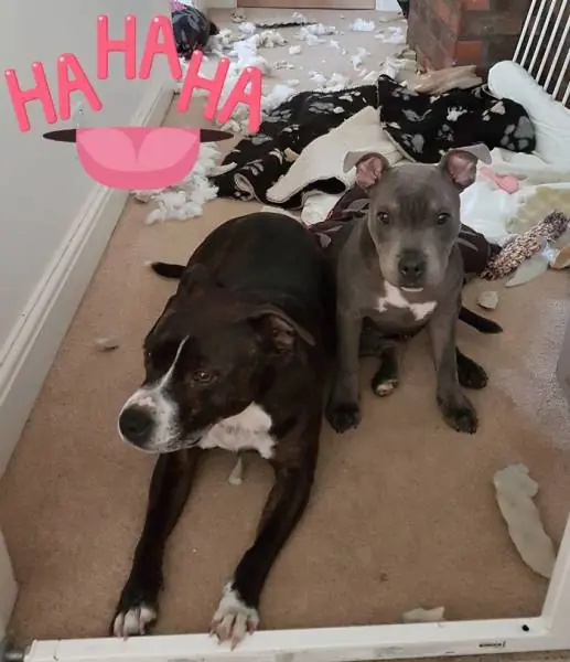 Dogs