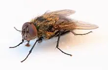 darwin