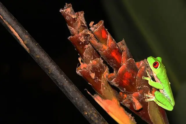 ranas