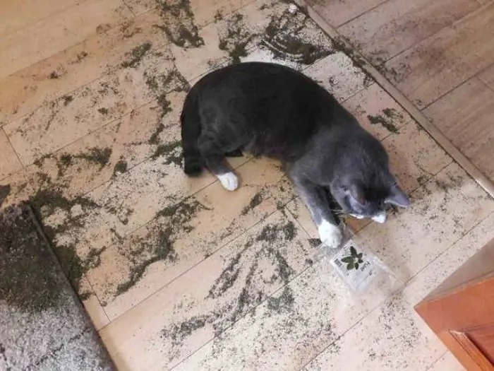 perros