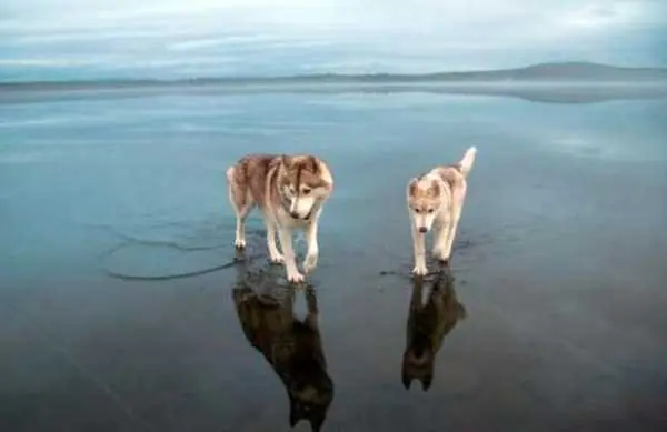 perros