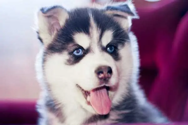 Perros siberianos en todo su esplendor