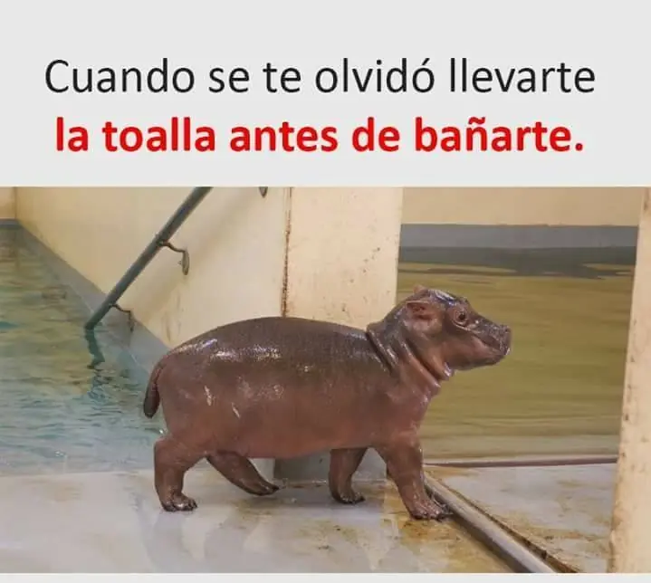 humor taringuero