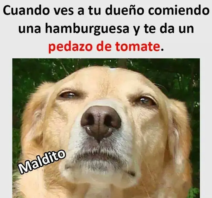 humor taringuero