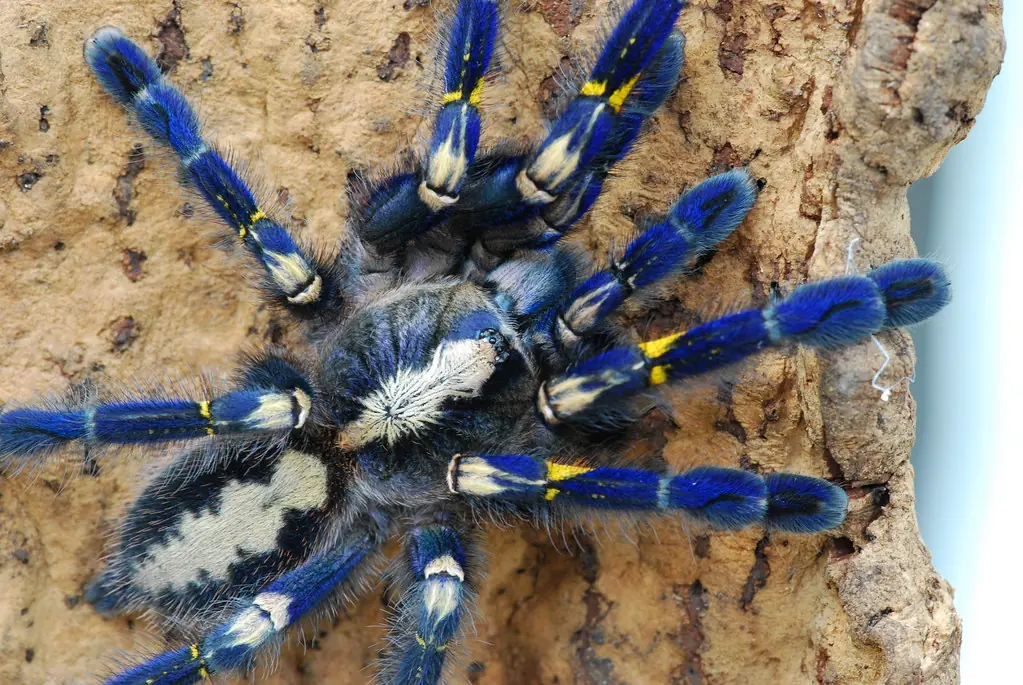 tarantula tarantula