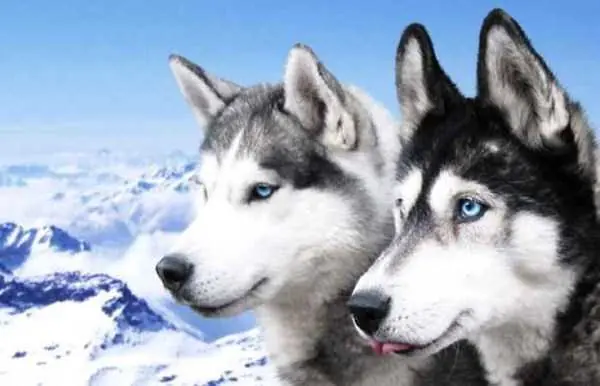 Perros siberianos en todo su esplendor