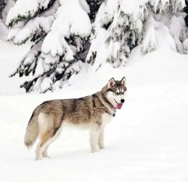 siberianos