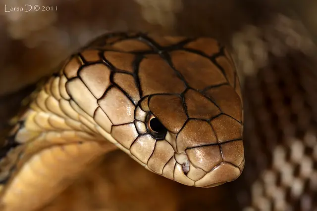 krait comun krait comun
