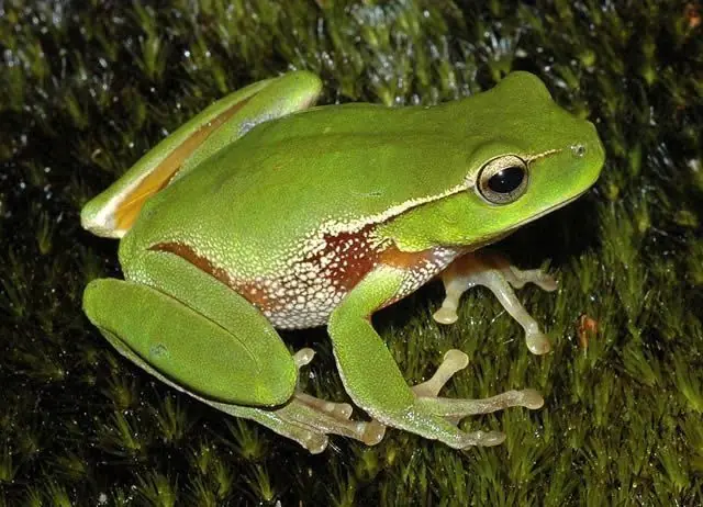11 ranas con poderes extraordinarios