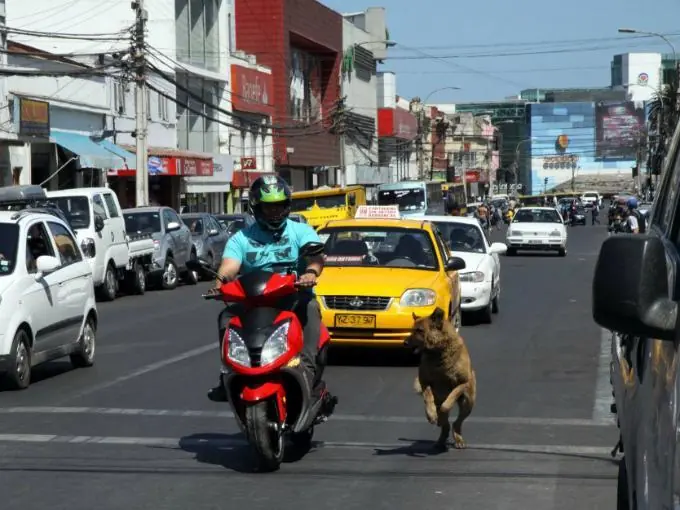 Porque los perros persiguen a las bicicletas y motos?