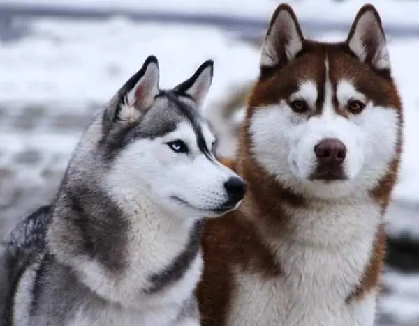 siberianos