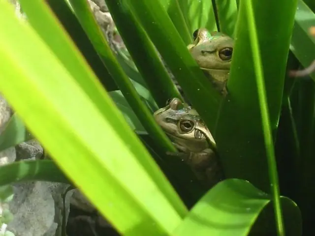 11 ranas con poderes extraordinarios