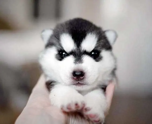 siberianos