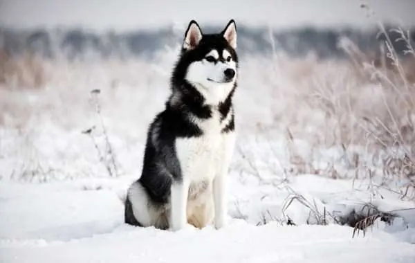 Perros siberianos en todo su esplendor