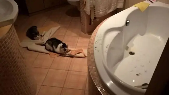 perros