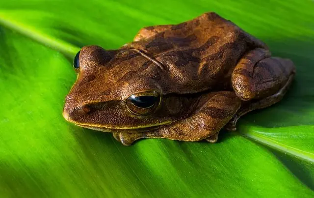 11 ranas con poderes extraordinarios