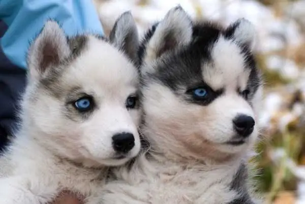 perros