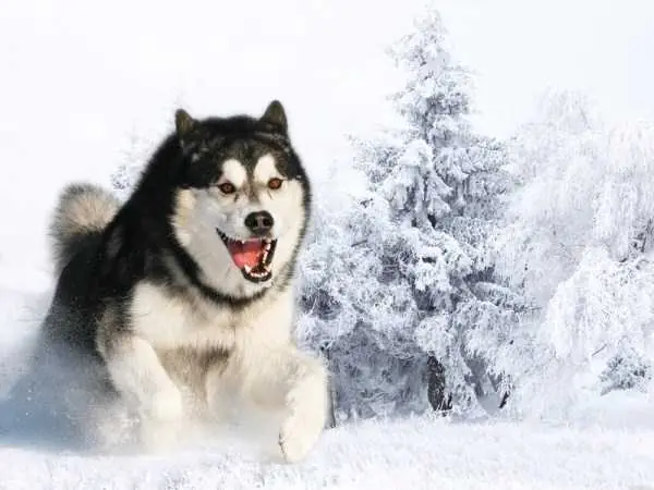 siberianos