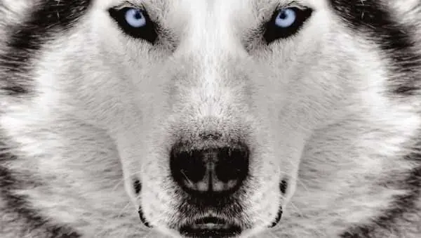 Perros siberianos en todo su esplendor