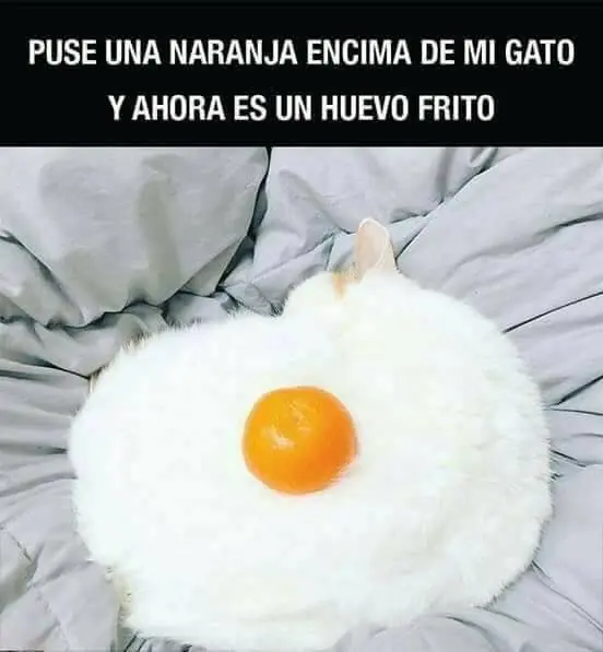Pero mirate estas imagenes de Humor papa
