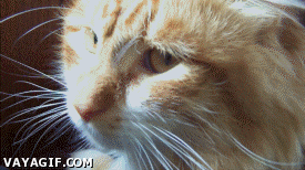 80 Gifs y cosas random para comentar