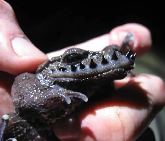 ranas