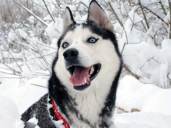 Perros siberianos en todo su esplendor